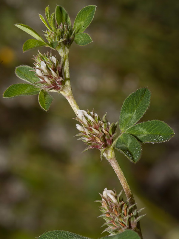 Trifolium scabrum.07