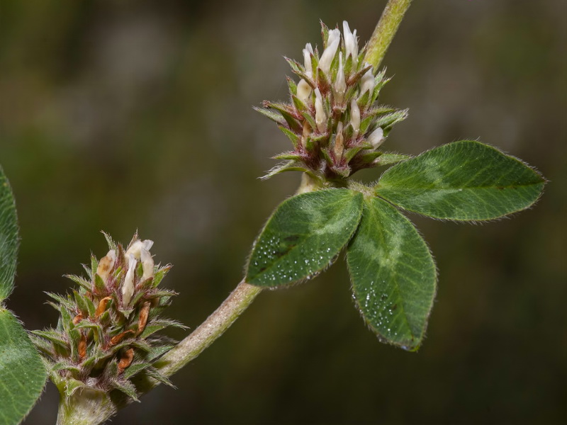 Trifolium scabrum.08