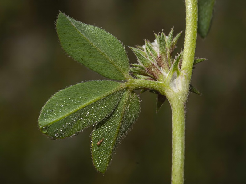 Trifolium scabrum.09