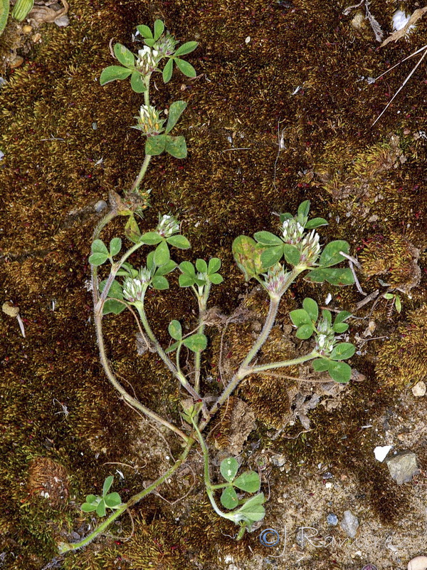 Trifolium scabrum.11