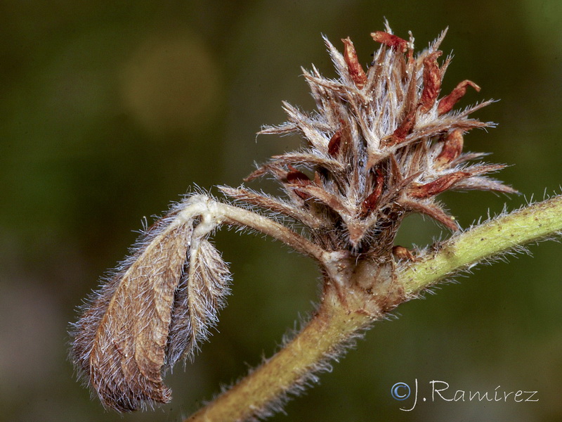 Trifolium scabrum.13