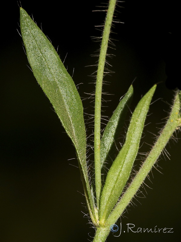 Trifolium squamosum.01
