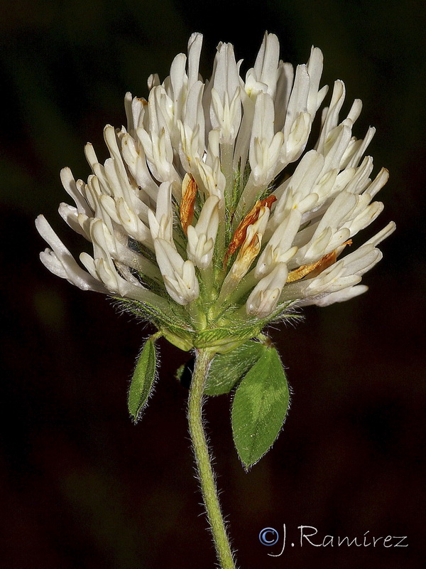 Trifolium squamosum.02