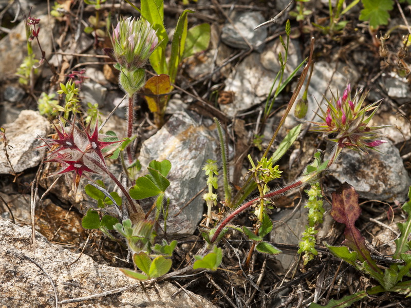 Trifolium stellatum.01