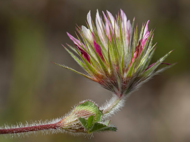 Trifolium stellatum.02