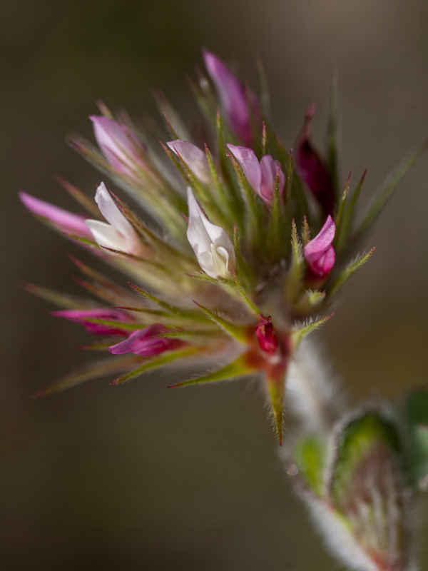 Trifolium stellatum.03
