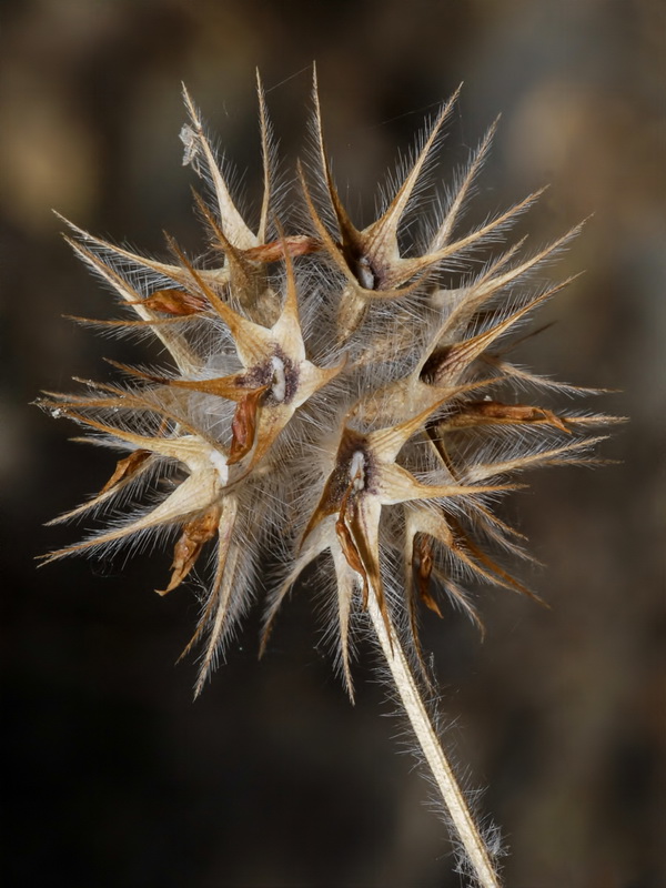 Trifolium stellatum.06