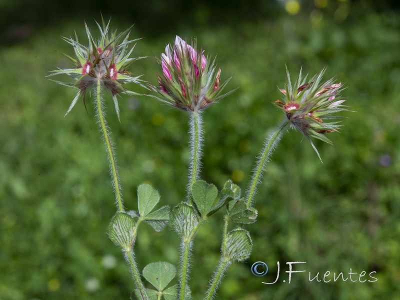 Trifolium stellatum.07