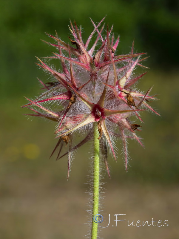 Trifolium stellatum.08