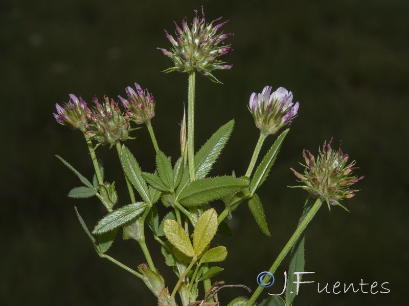 Trifolium strictum.01