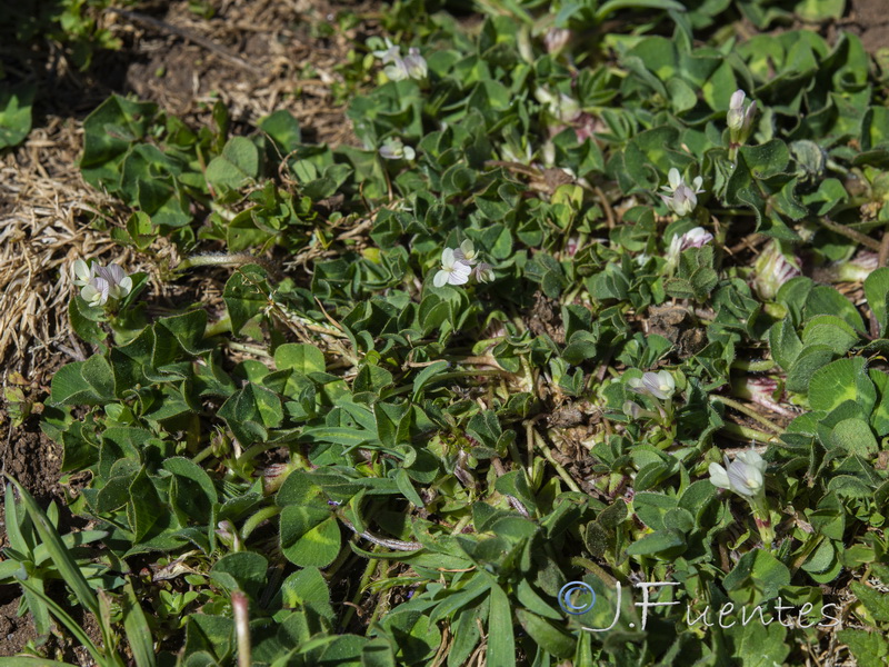 Trifolium subterraneum subterraneum.01