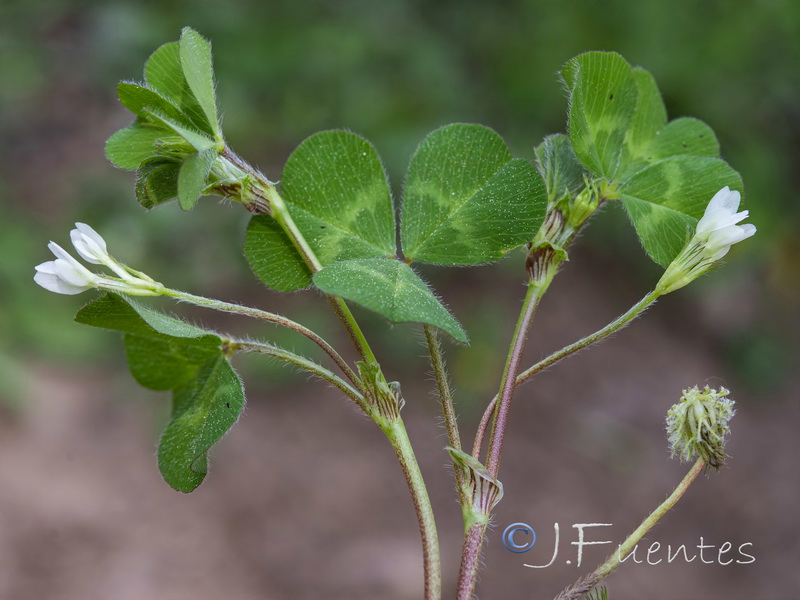 Trifolium subterraneum subterraneum.02