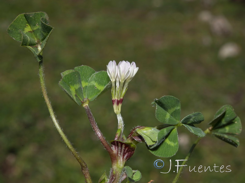 Trifolium subterraneum subterraneum.03