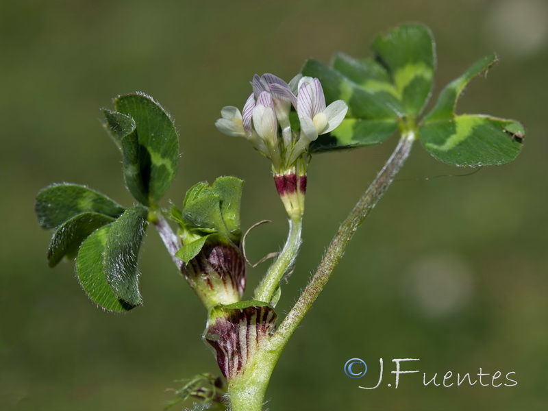 Trifolium subterraneum subterraneum.04