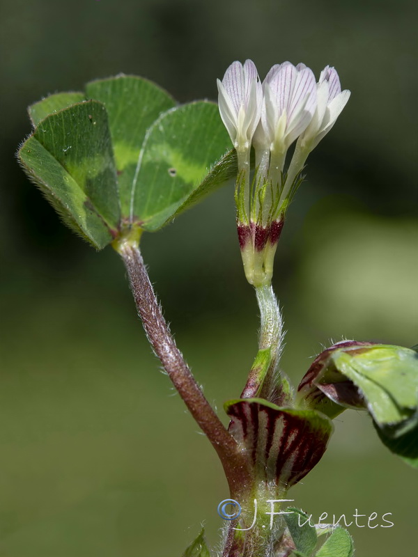 Trifolium subterraneum subterraneum.05