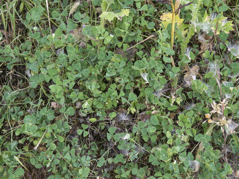 Trifolium subterraneum subterraneum.06