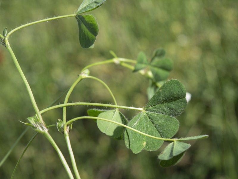 Trifolium subterraneum subterraneum.07