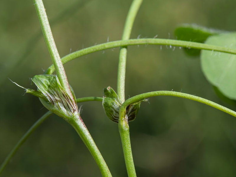 Trifolium subterraneum subterraneum.10