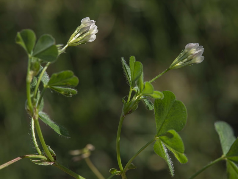 Trifolium subterraneum subterraneum.11