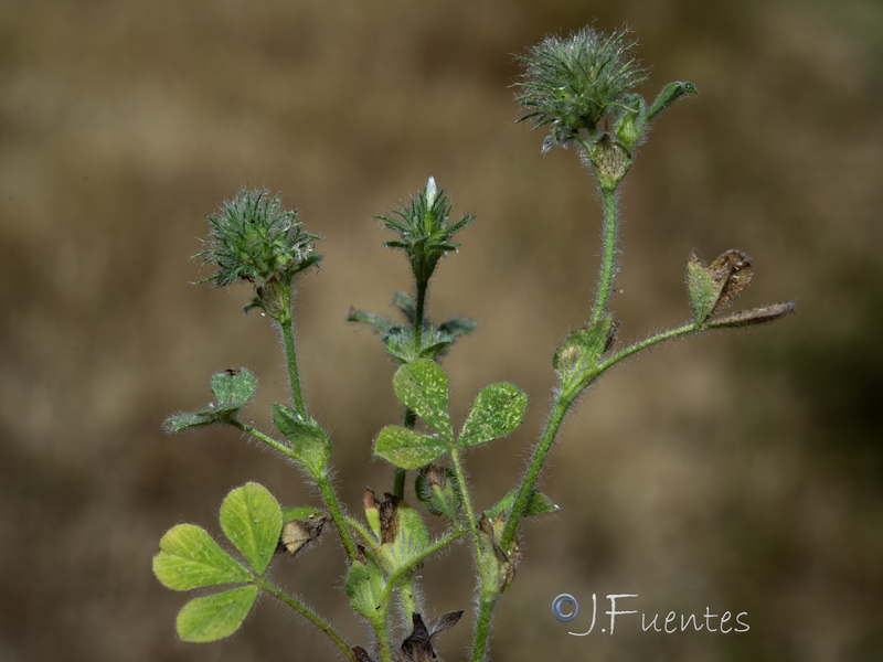 Trifolium sylvaticum.10