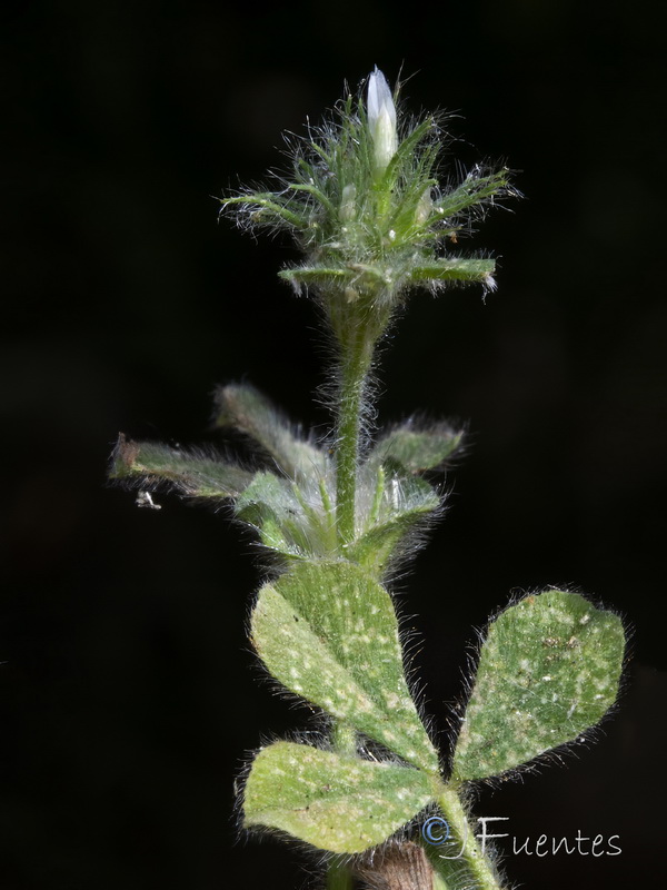 Trifolium sylvaticum.12