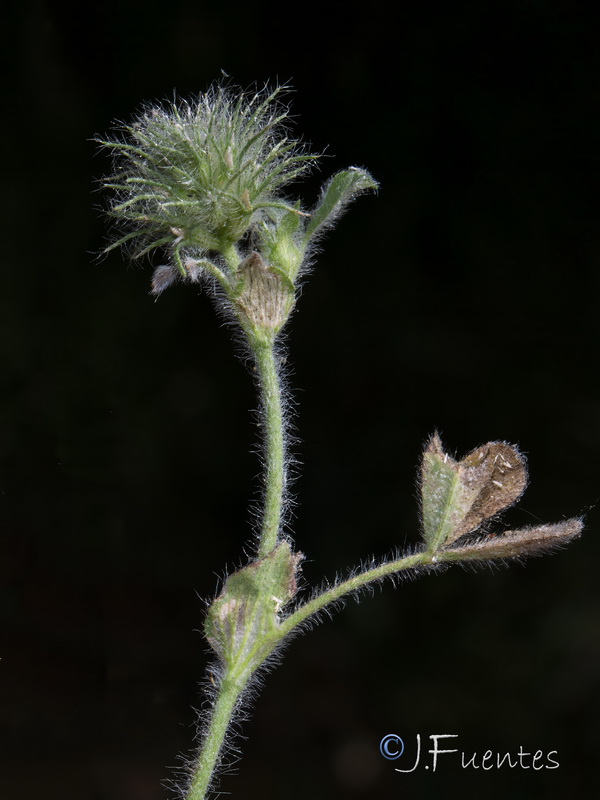 Trifolium sylvaticum.13