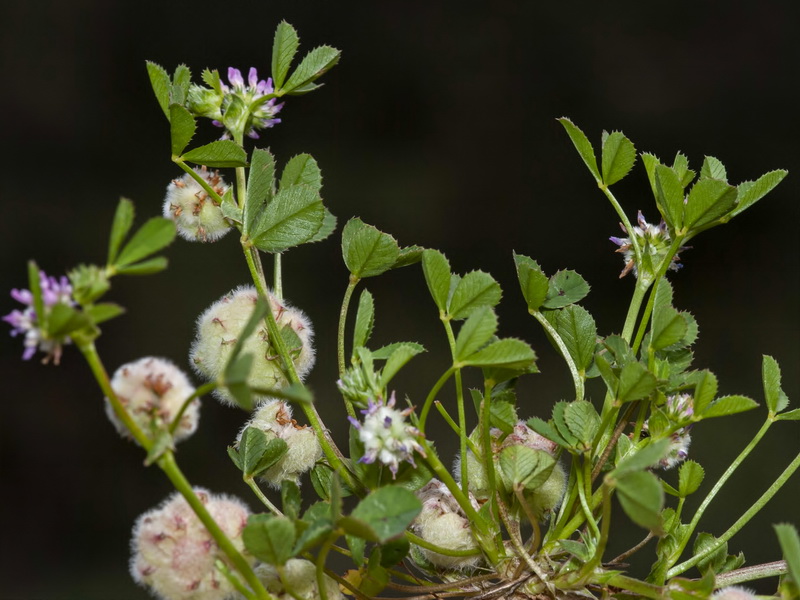 Trifolium tomentosum.01