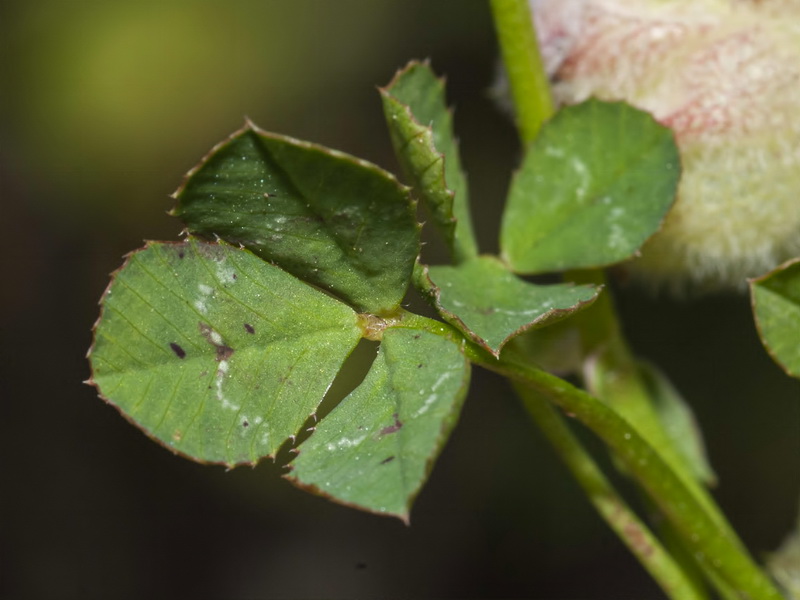 Trifolium tomentosum.02