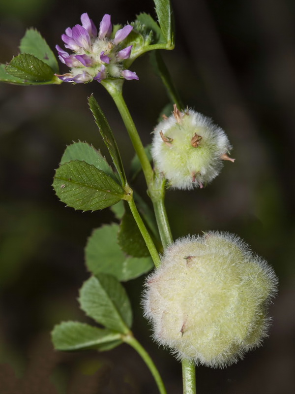 Trifolium tomentosum.05