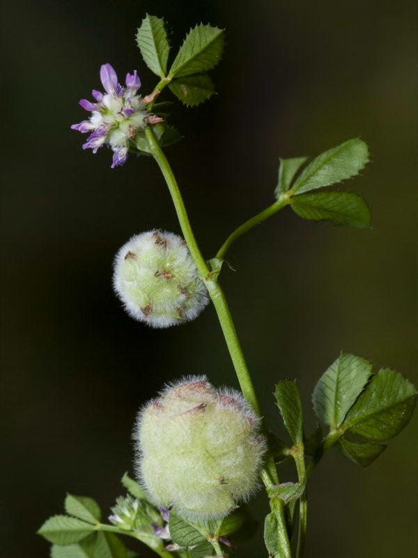 Trifolium tomentosum.06