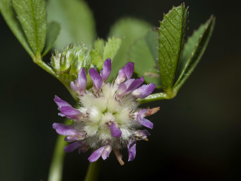 Trifolium tomentosum.08