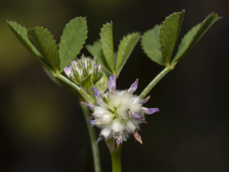 Trifolium tomentosum.09