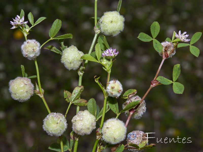 Trifolium tomentosum.10