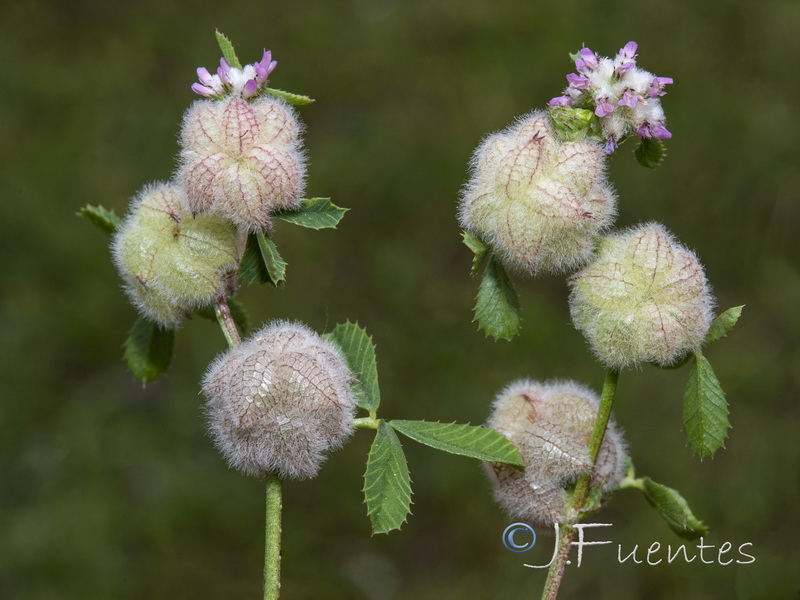 Trifolium tomentosum.12