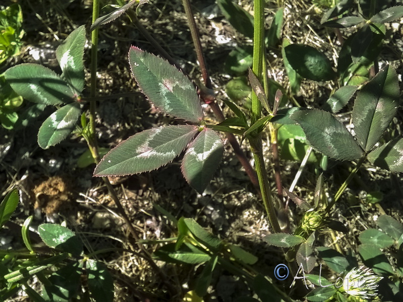 Trifolium vesiculosum.01