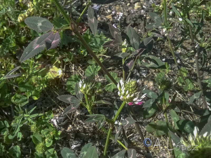 Trifolium vesiculosum.02