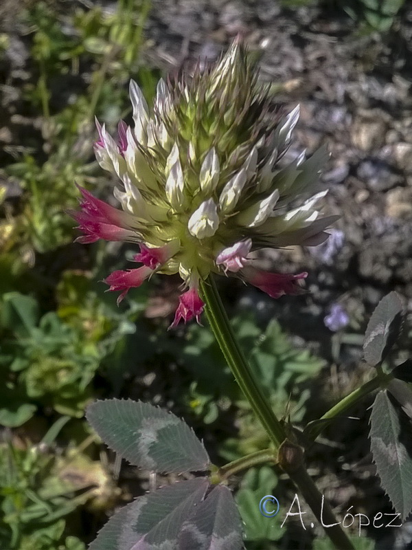 Trifolium vesiculosum.03