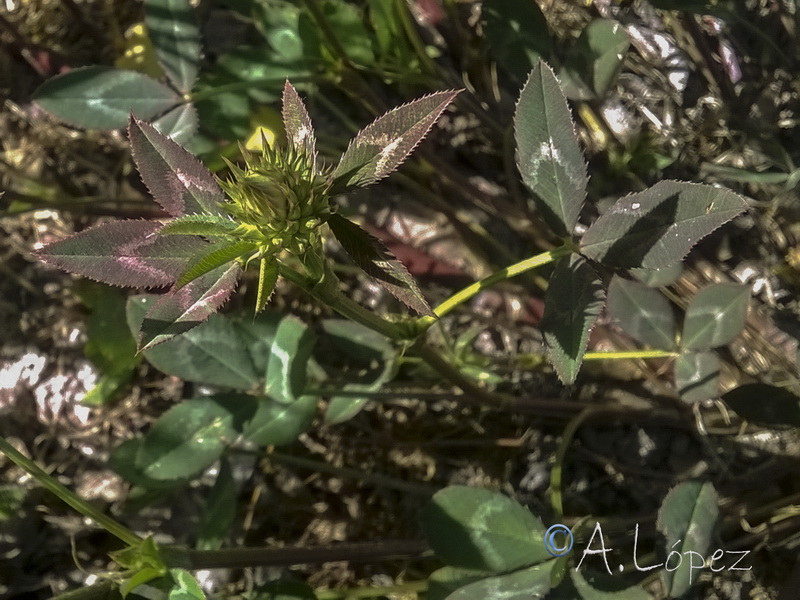 Trifolium vesiculosum.04