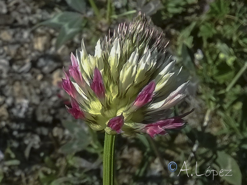 Trifolium vesiculosum.05