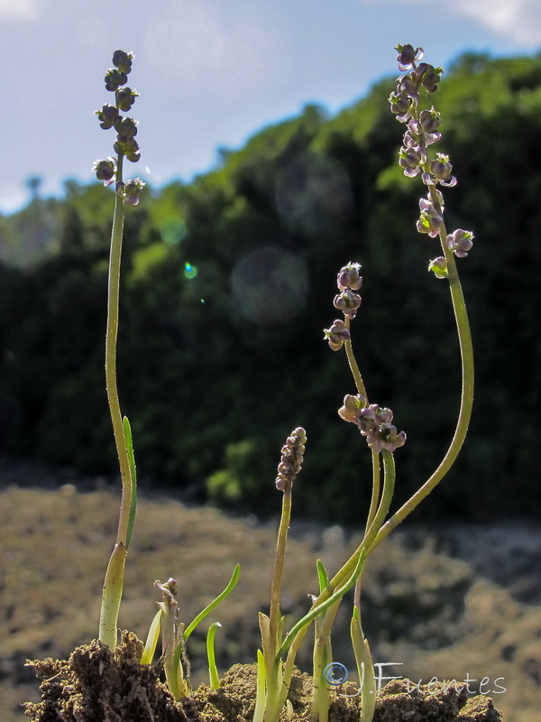 Triglochin laxiflora.01
