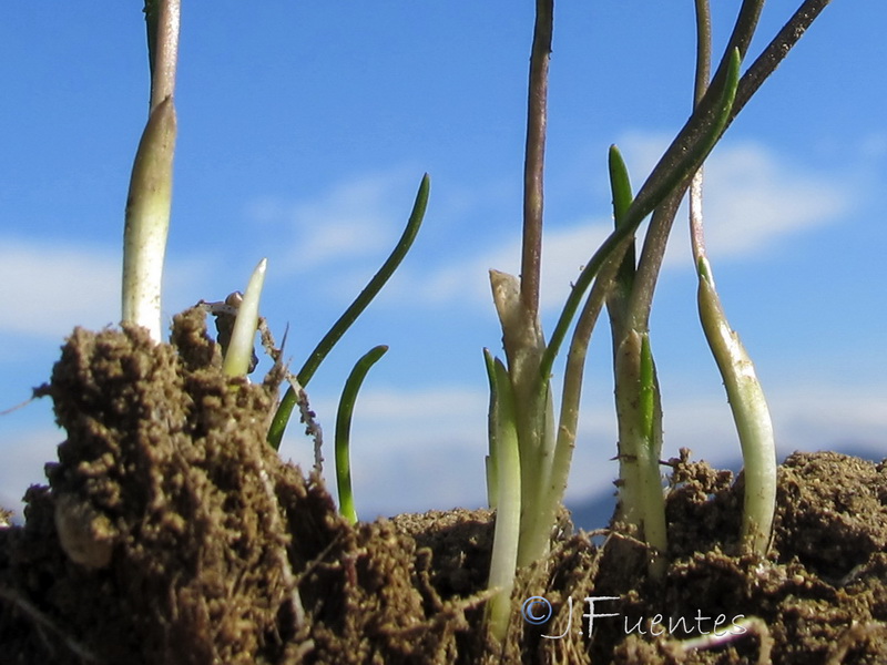 Triglochin laxiflora.02