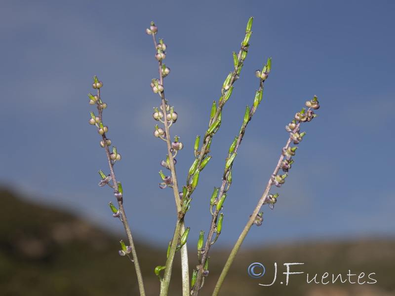 Triglochin laxiflora.03