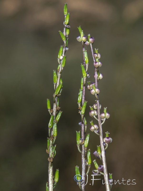 Triglochin laxiflora.06