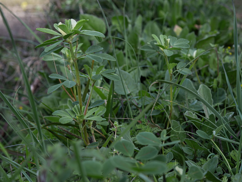 Trigonella foenum graecum.01