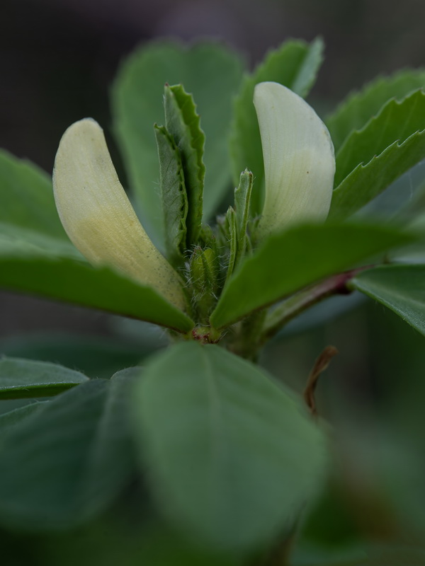 Trigonella foenum graecum.11