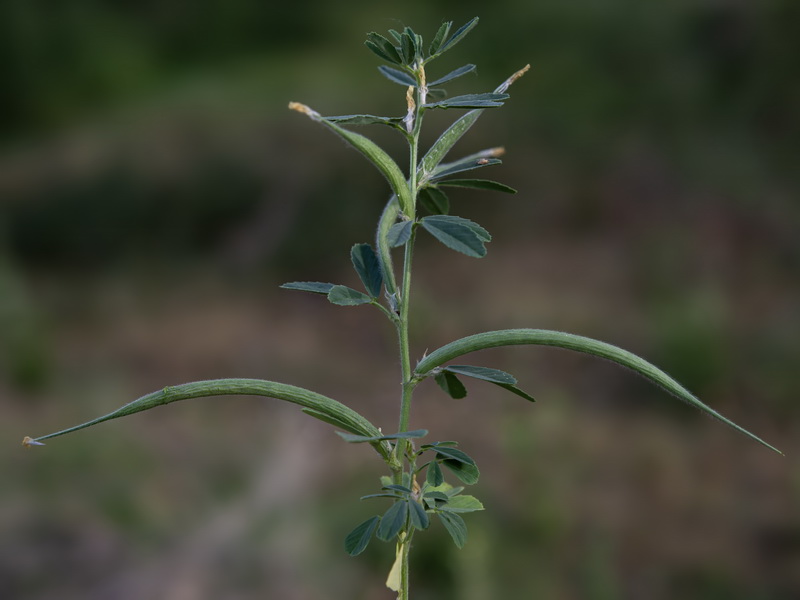Trigonella foenum graecum.13