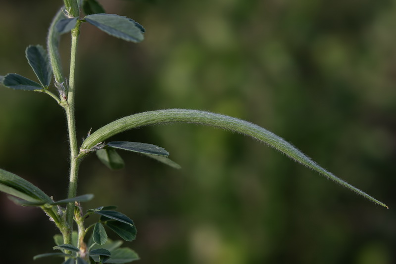 Trigonella foenum graecum.15