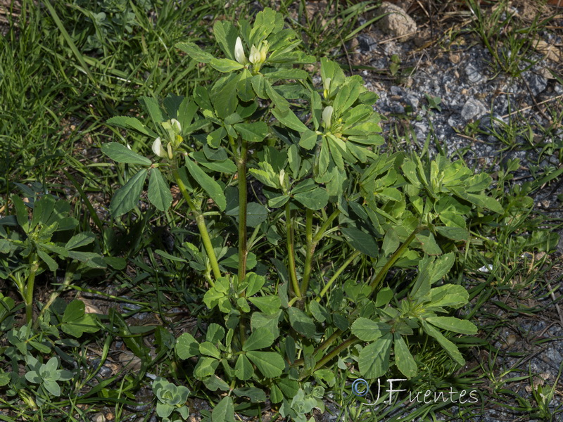 Trigonella foenum graecum.25