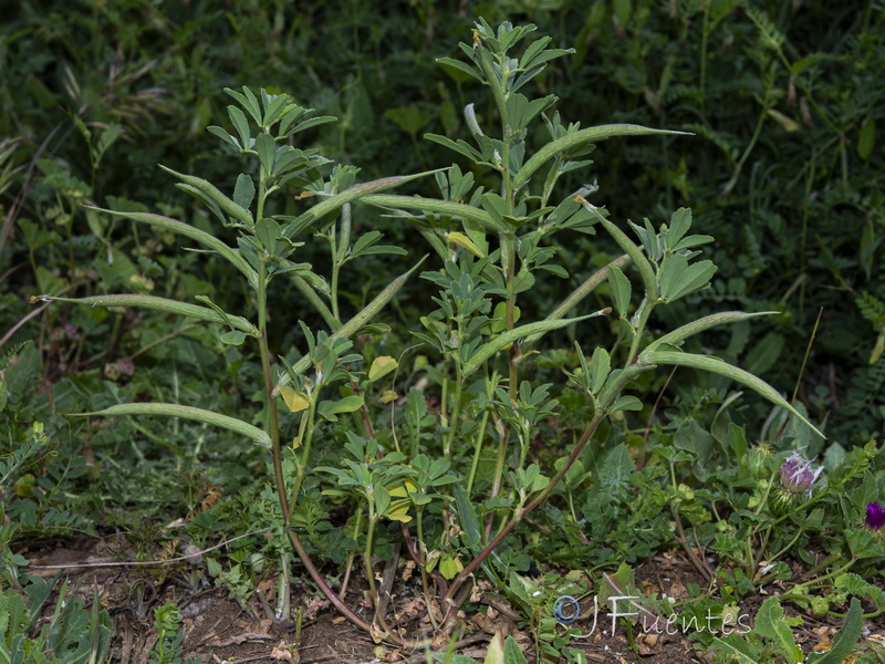 Trigonella foenum graecum.27