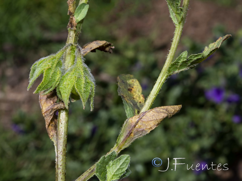 Triguera osbeckii.10